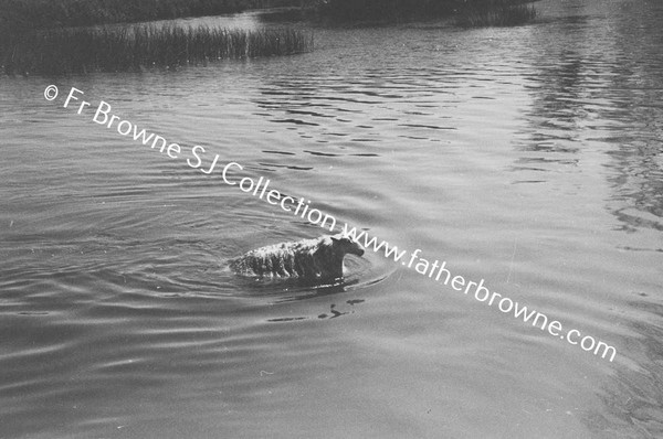 SHEEP WASHING IN RIVER BARROW